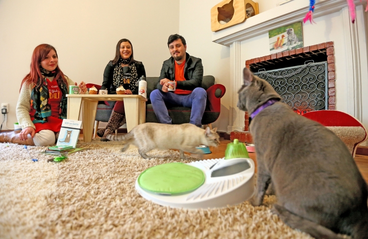 cat cafe